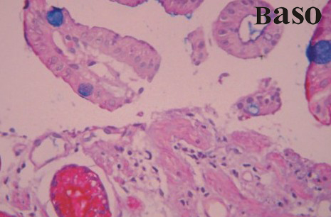 �����{(l��n)-��ԭȾɫҺ��AB-PAS��